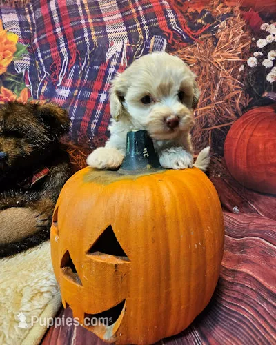 Biscuit – Maltipoo, Maltese puppy for sale in Penrose, CO