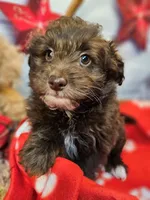 Jody's bundle of joy 2, a female Miniature Schnauzer and Pomeranian for sale in Penrose, CO – Photo 4 of 10