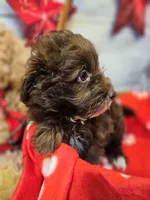 Jody's bundle of joy 2, a female Miniature Schnauzer and Pomeranian for sale in Penrose, CO – Photo 3 of 10