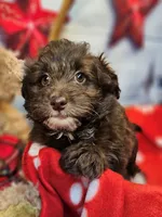 Jody's bundle of joy 2, a female Miniature Schnauzer and Pomeranian for sale in Penrose, CO – Photo 10 of 10