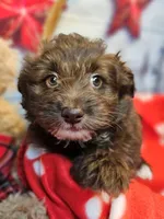 Jody's bundle of joy 2, a female Miniature Schnauzer and Pomeranian for sale in Penrose, CO – Photo 8 of 10