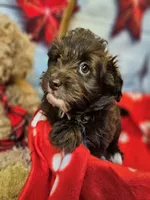 Jody's bundle of joy 2, a female Miniature Schnauzer and Pomeranian for sale in Penrose, CO – Photo 2 of 10