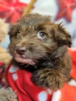 Jody's bundle of joy 2, a female Miniature Schnauzer and Pomeranian for sale in Penrose, CO – Photo 7 of 10