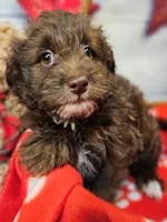 Jody's bundle of joy 2, a female Miniature Schnauzer and Pomeranian for sale in Penrose, CO – Photo 9 of 10