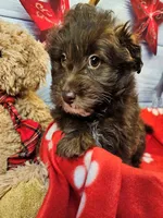 Jody's bundle of joy 2, a female Miniature Schnauzer and Pomeranian for sale in Penrose, CO – Photo 1 of 10