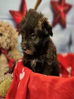 Jody's bundle of joy 2, a female Miniature Schnauzer and Pomeranian for sale in Penrose, CO – Photo 5 of 10