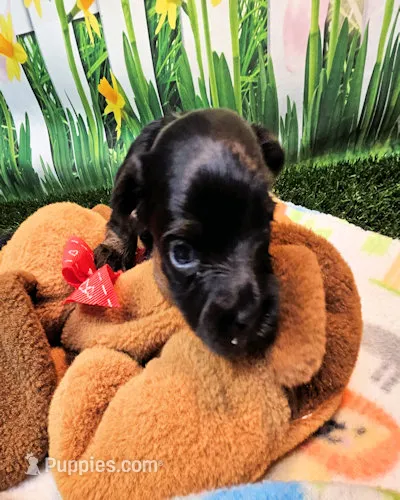 Flora – Yorkshire Terrier, Poodle - Toy  puppy for sale in Penrose, CO