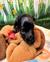Flora, a female Yorkshire Terrier and Poodle - Toy  for sale in Penrose, CO – 1 of 10