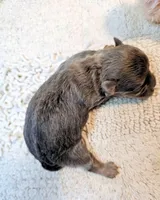 Oliver, a male Maltese and Morkie for sale in Penrose, CO – 2 of 10