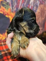 Yorkipoo baby!, a female Yorkshire Terrier and Poodle - Toy  for sale in Penrose, CO – 4 of 10