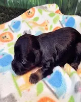 Felicity, a female Yorkipoo and Yorkshire Terrier for sale in Penrose, CO – 9 of 10