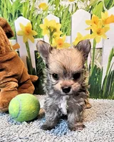 Oliver Olivia , a male Maltese and Yorkshire Terrier for sale in Penrose, CO – 2 of 6