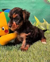 Farley, a male Yorkshire Terrier for sale in Penrose, CO – 6 of 10