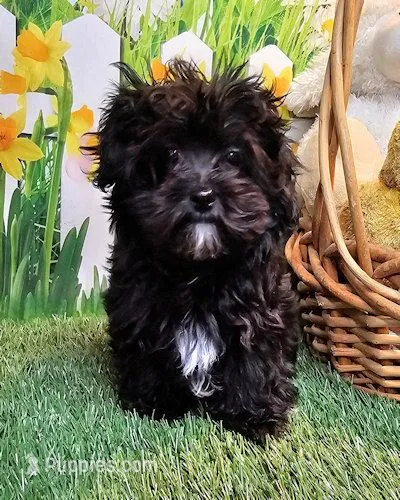 Spence – Maltipoo puppy for sale in Penrose, CO