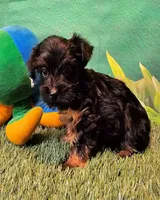 Farrah, a female Yorkshire Terrier and Poodle - Toy  for sale in Penrose, CO – 10 of 10