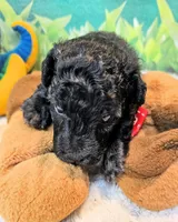 Paisleigh, a female Poodle - Toy  for sale in Penrose, CO – 4 of 10