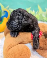 Paisleigh, a female Poodle - Toy  for sale in Penrose, CO – 1 of 10