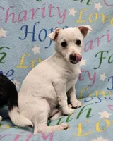 Sissy's Sonny, a male Havanese and Pomeranian for sale in Penrose, CO – Photo 9 of 10