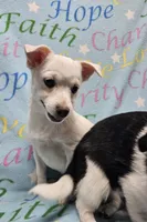 Sissy's Sonny, a male Havanese and Pomeranian for sale in Penrose, CO – Photo 1 of 10