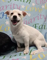 Sissy's Sonny, a male Havanese and Pomeranian for sale in Penrose, CO – Photo 4 of 10