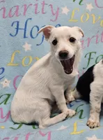 Sissy's Sonny, a male Havanese and Pomeranian for sale in Penrose, CO – Photo 7 of 10