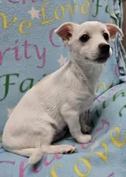 Sissy's Sonny, a male Havanese and Pomeranian for sale in Penrose, CO – Photo 6 of 10