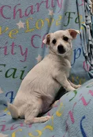 Sissy's Sonny, a male Havanese and Pomeranian for sale in Penrose, CO – Photo 3 of 10