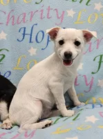 Sissy's Sonny, a male Havanese and Pomeranian for sale in Penrose, CO – Photo 8 of 10