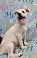 Sissy's Sonny, a male Havanese and Pomeranian for sale in Penrose, CO – Photo 2 of 10