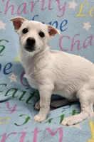 Sissy's Sonny, a male Havanese and Pomeranian for sale in Penrose, CO – Photo 10 of 10