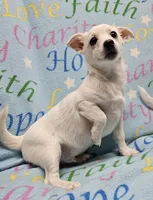 Sissy's Sonny, a male Havanese and Pomeranian for sale in Penrose, CO – Photo 5 of 10