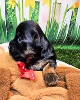 Farrah, a female Yorkshire Terrier and Poodle - Toy  for sale in Penrose, CO – 4 of 10