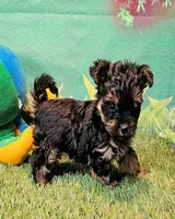 Felix, a male Yorkipoo and Yorkshire Terrier for sale in Penrose, CO – 2 of 10