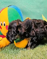 Farrah, a female Yorkshire Terrier and Poodle - Toy  for sale in Penrose, CO – 7 of 10