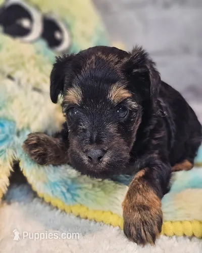 Jefferson – Yorkshire Terrier, Morkie puppy for sale in Penrose, CO