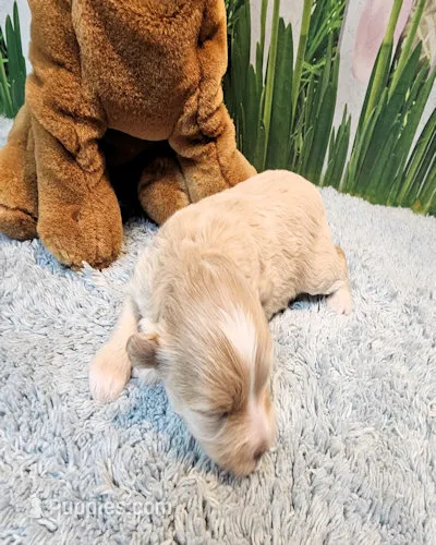 Blossom – Maltipoo, Maltese puppy for sale in Penrose, CO