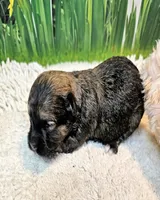 Ophelia, a female Maltese and Morkie for sale in Penrose, CO – 9 of 10