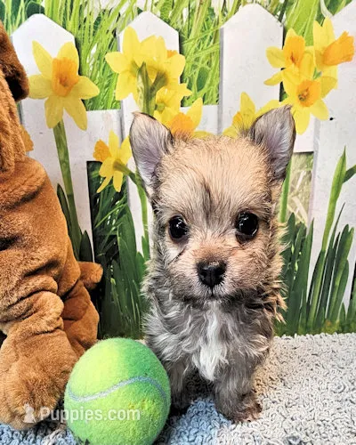 Oscar – Poodle - Toy , Morkie puppy for sale in Penrose, CO