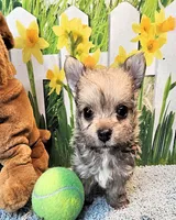 Oliver Olivia , a male Maltese and Yorkshire Terrier for sale in Penrose, CO – 5 of 6