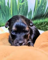 Felix, a male Yorkipoo and Yorkshire Terrier for sale in Penrose, CO – 5 of 10