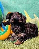 Flora, a female Yorkipoo for sale in Penrose, CO – 4 of 10