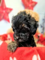 Yorkiepoo pup, a male Yorkipoo and Yorkshire Terrier for sale in Penrose, CO – 4 of 5