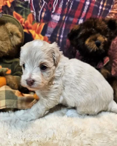 Bentley – Maltipoo, Maltese puppy for sale in Penrose, CO