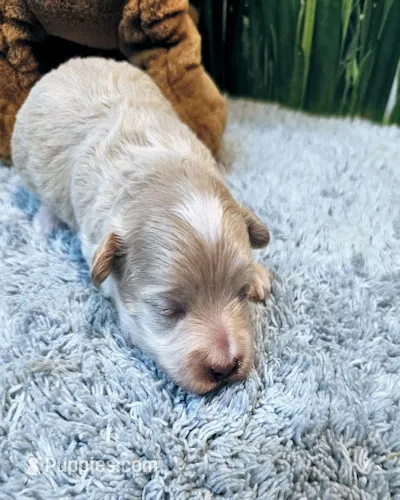 Biscuit – Maltipoo, Maltese puppy for sale in Penrose, CO