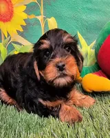 Fraiser, a male Yorkshire Terrier for sale in Penrose, CO – 6 of 10