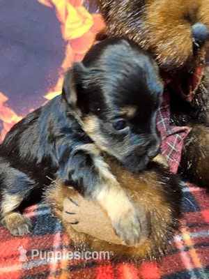 Yorkiepoo pup – Yorkipoo, Yorkshire Terrier puppy for sale in Penrose, CO