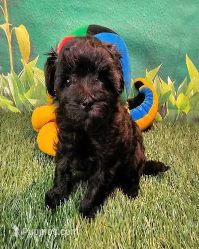 Maggie – Maltipoo, Maltese puppy for sale in Penrose, CO