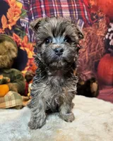 Morkie puppy Beautiful colors Moppy, a male Poodle - Toy  and Morkie for sale in Penrose, CO – 1 of 6