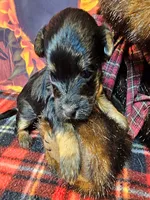 Yorkipoo baby!, a female Yorkshire Terrier and Poodle - Toy  for sale in Penrose, CO – 2 of 10