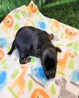 Farrah, a female Yorkshire Terrier and Poodle - Toy  for sale in Penrose, CO – 6 of 10